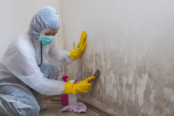Best Attic Mold Removal  in Catalina, AZ