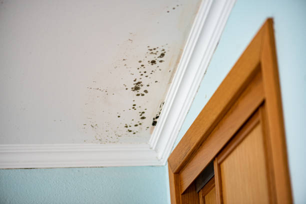 Best Commercial Mold Removal  in Catalina, AZ