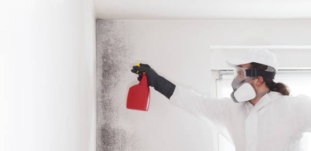 Crawl Space Mold Removal in Catalina, AZ