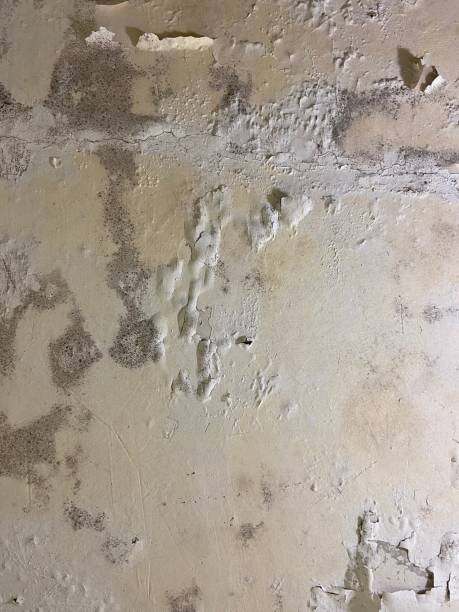Best Black Mold Removal  in Catalina, AZ